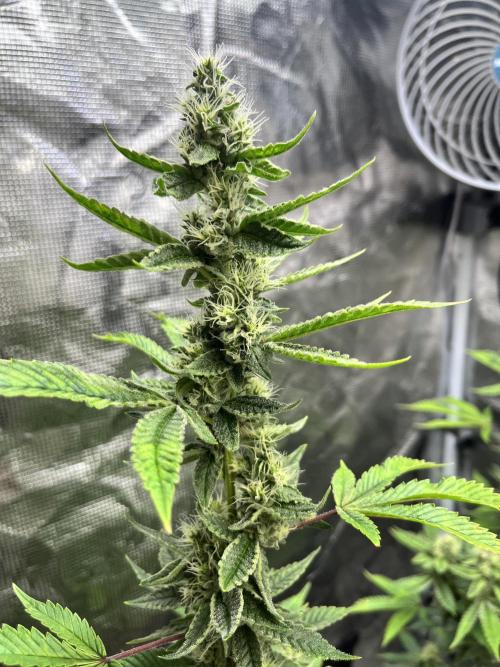 Clones- Friezas Laser #66,GlitterBomb,WW. Week 9 - Glitter Bomb