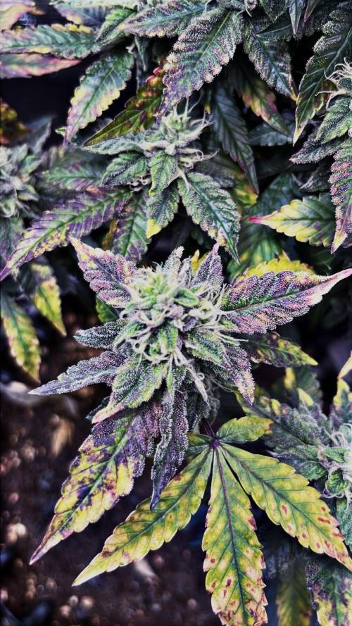Compound Genetics - Glitter Bomb by EVILJ0RDAN