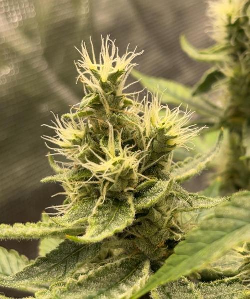 Clones- Friezas Laser #66,GlitterBomb,WW. Week 9 - Glitter Bomb