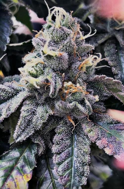 Clones- Friezas Laser #66,GlitterBomb,WW. Week 9 - More Frieza