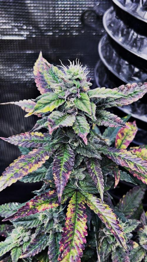 Clones- Friezas Laser #66,GlitterBomb,WW. Week 9 - More Frieza