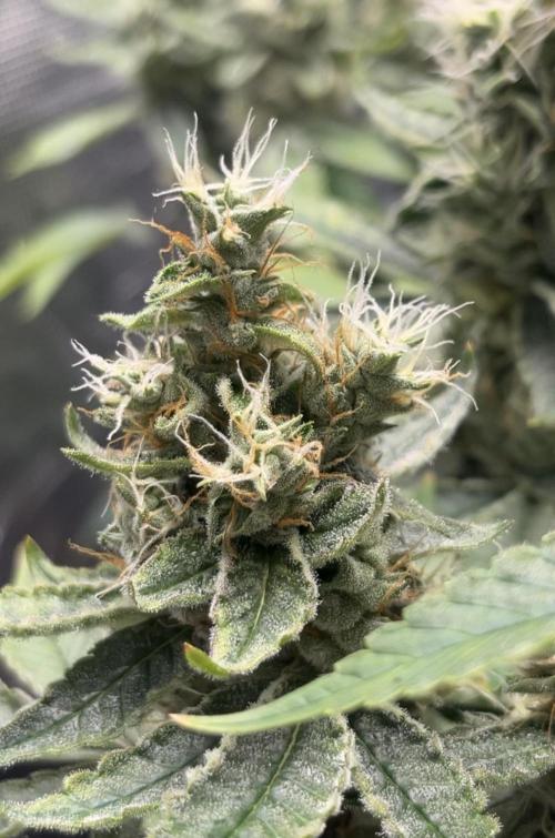 Clones- Friezas Laser #66,GlitterBomb,WW. Week 10 - Glitter Bomb