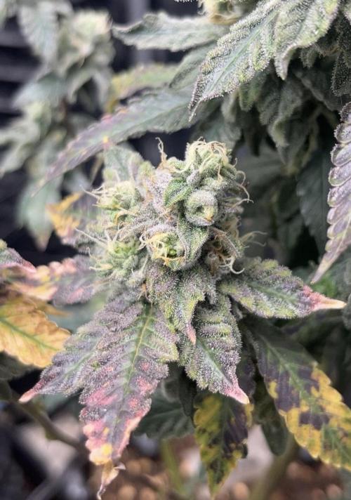 Clones- Friezas Laser #66,GlitterBomb,WW. Week 10 - Frieza