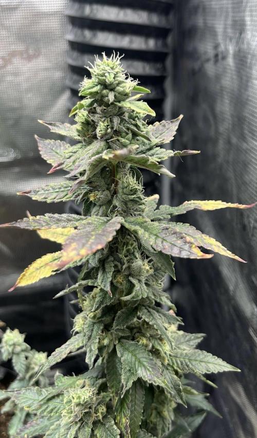 Clones- Friezas Laser #66,GlitterBomb,WW. Week 10 - Frieza