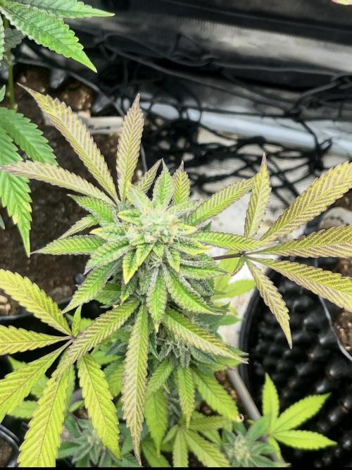 Clones- Friezas Laser #66,GlitterBomb,WW. Week 10 - Walzer White
