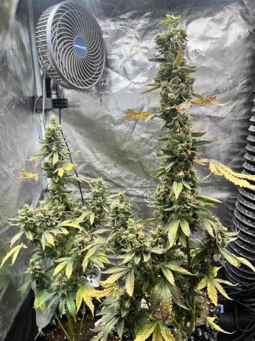 Clones- Friezas Laser #66,GlitterBomb,WW. Week 11 - Glitter Bombs