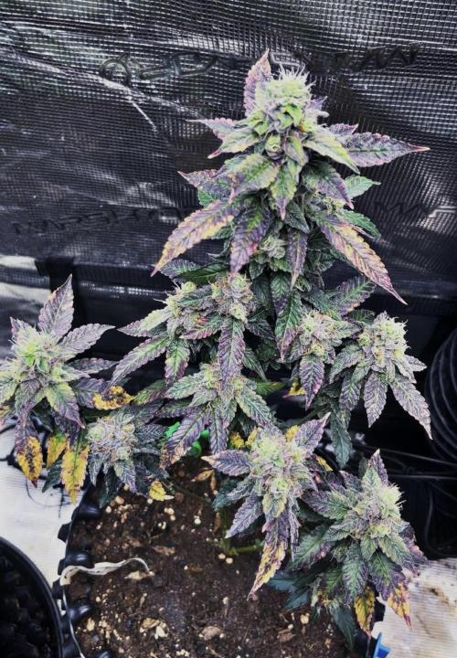Clones- Friezas Laser #66,GlitterBomb,WW. Week 11 - Frieza #1 Last Picture