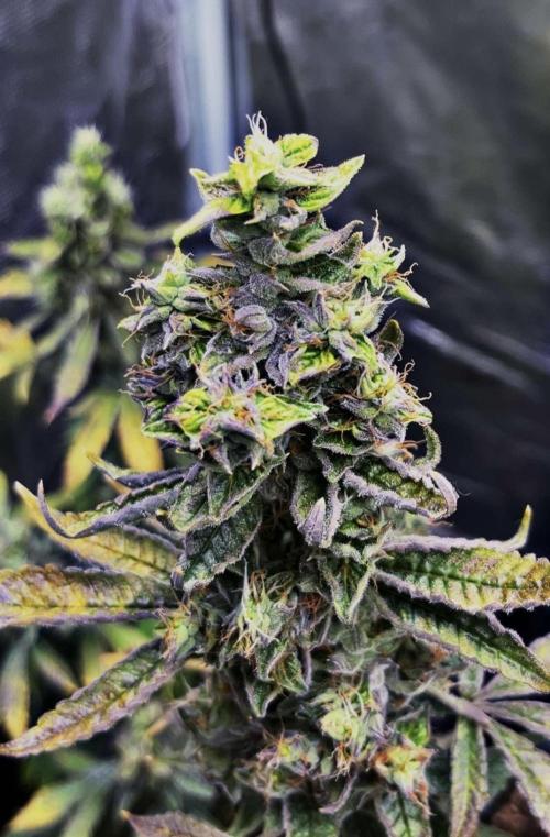 Clones- Friezas Laser #66,GlitterBomb,WW. Week 11 - Glitter Bomb