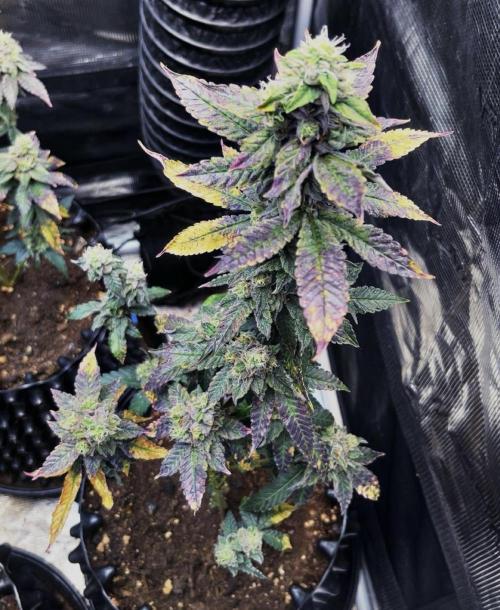 Clones- Friezas Laser #66,GlitterBomb,WW. Week 11 - Freiza #2 Last Picture