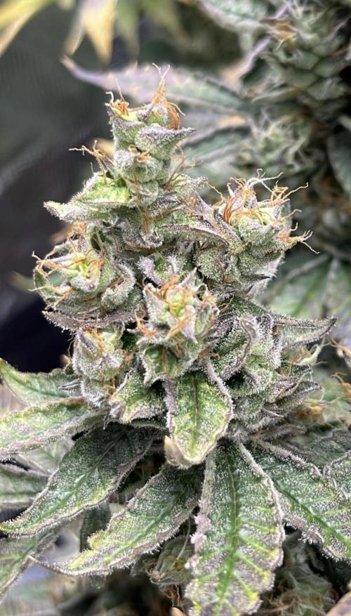 Clones- Friezas Laser #66,GlitterBomb,WW. Week 11 - Glitter Bomb