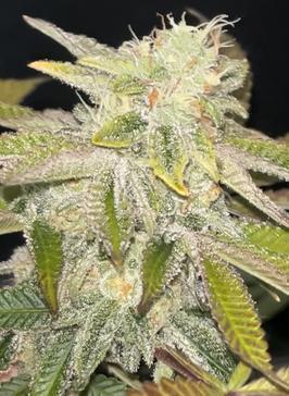 Clones- Friezas Laser #66,GlitterBomb,WW. Week 12