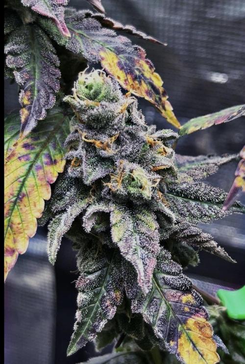 Freizas Laser #66 Harvest Report. Week 1