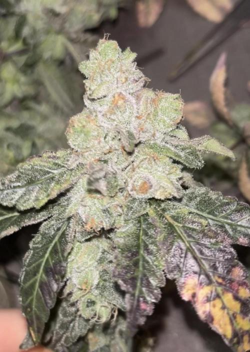 Freizas Laser #66 Harvest Report. Week 1