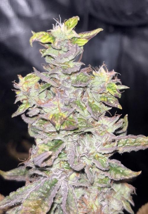 Clones- Friezas Laser #66,GlitterBomb,WW. Week 11 - Glitter Bomb