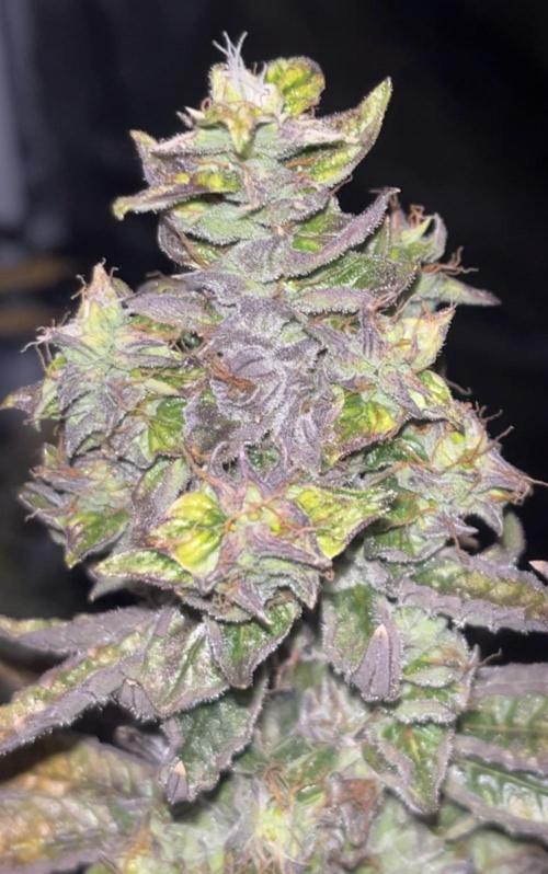 Clones- Friezas Laser #66,GlitterBomb,WW. Week 11 - Glitter Bomb