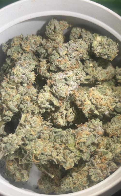 Frieza's Laser #66. Week 1