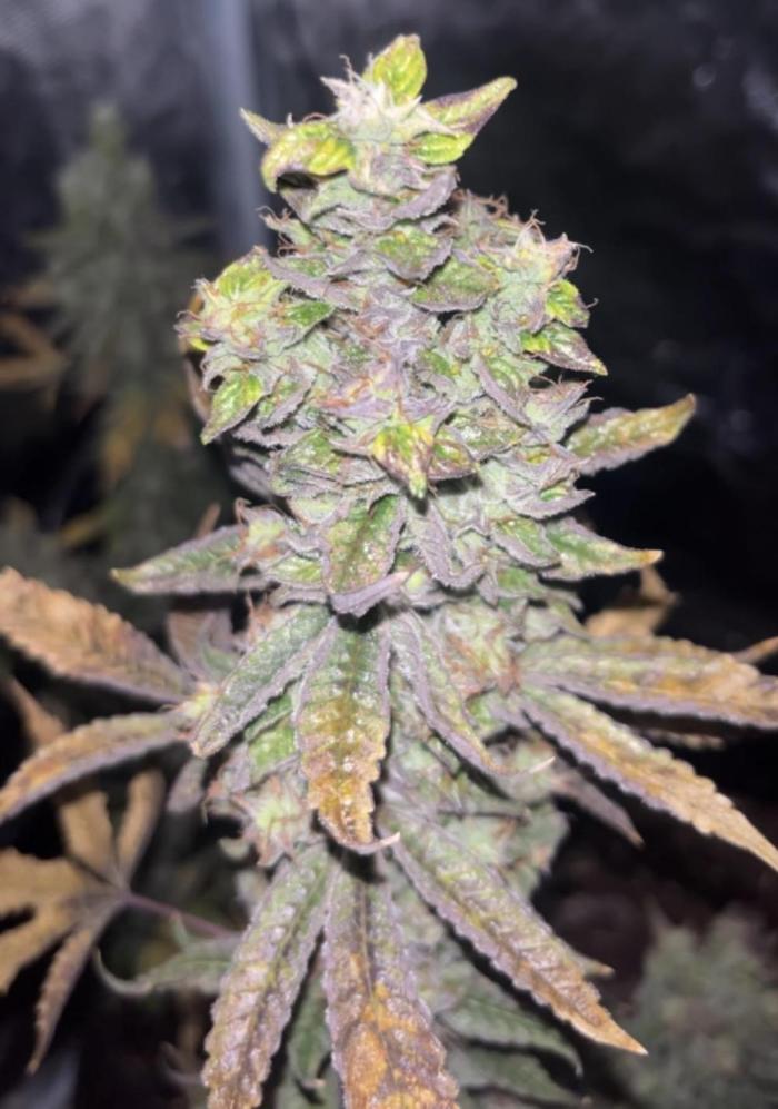 Clones- Friezas Laser #66,GlitterBomb,WW. Week 12 - Glitter Bomb Last Day
