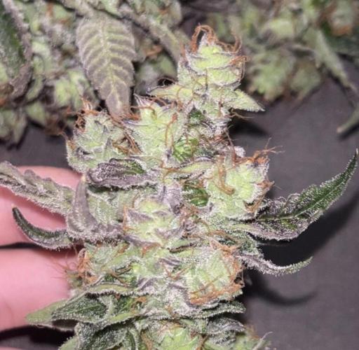 Clones- Friezas Laser #66,GlitterBomb,WW. Week 13