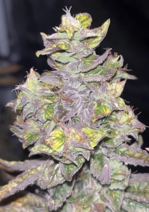 Clones- Friezas Laser #66,GlitterBomb,WW. Week 13