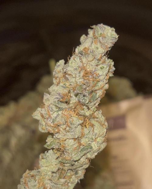 Clones- Friezas Laser #66,GlitterBomb,WW. Week 13