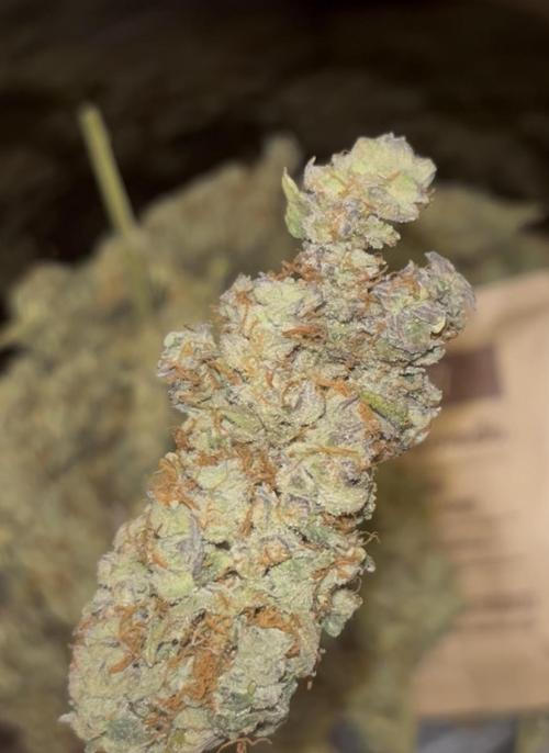 Clones- Friezas Laser #66,GlitterBomb,WW. Week 13