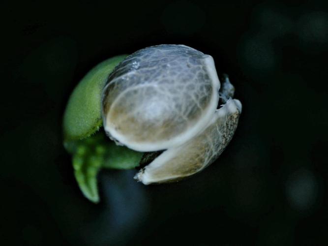 Exotic Seeds - Black Haze (Auto)