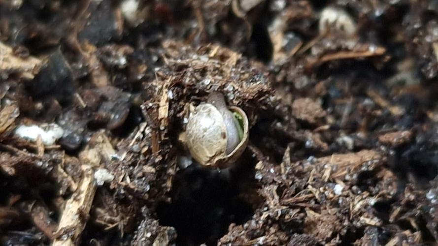 3Gorillas-SuperStrains-DutchFem-BSFSeeds. Week 0 - Germination 