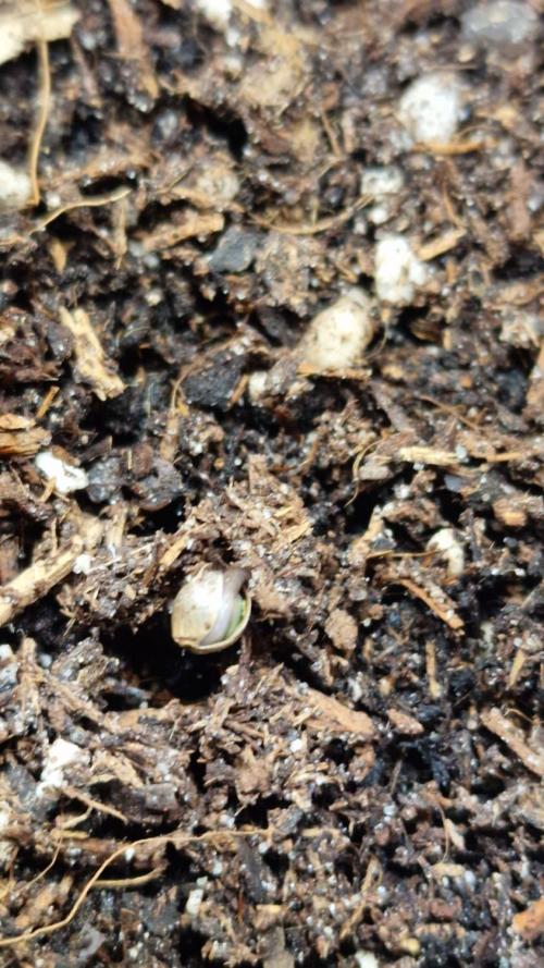 3Gorillas-SuperStrains-DutchFem-BSFSeeds. Week 0 - Germination 