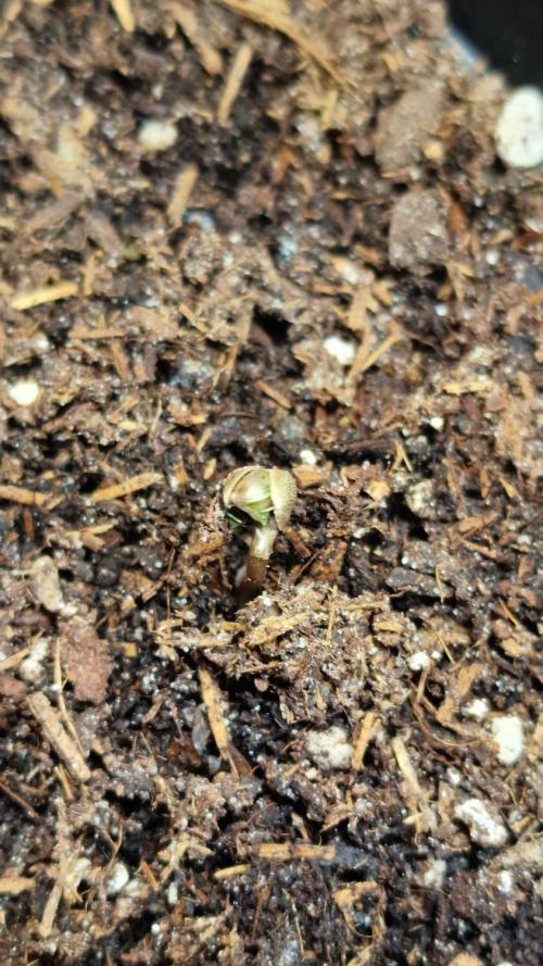 3Gorillas-SuperStrains-DutchFem-BSFSeeds. Week 0 - Germination 