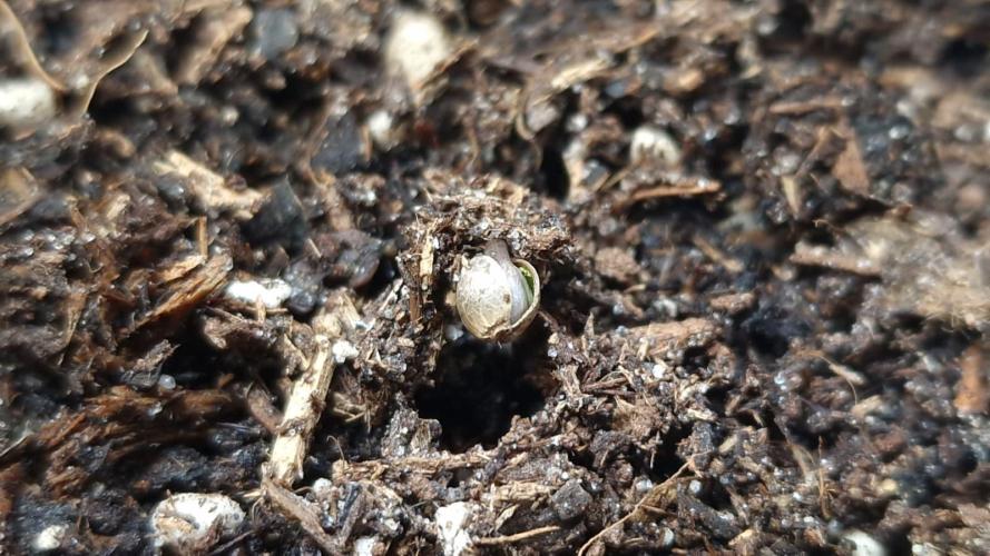 3Gorillas-SuperStrains-DutchFem-BSFSeeds. Week 0 - Germination 