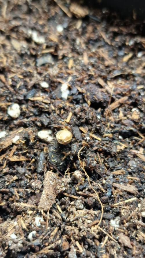 3Gorillas-SuperStrains-DutchFem-BSFSeeds. Week 0 - Germination 