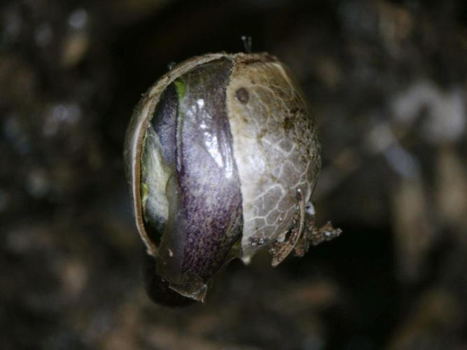 3Gorillas-SuperStrains-DutchFem-BSFSeeds. Week 1 - germination