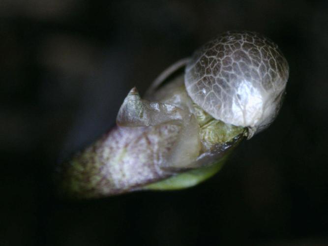 3Gorillas-SuperStrains-DutchFem-BSFSeeds. Week 1 - germination