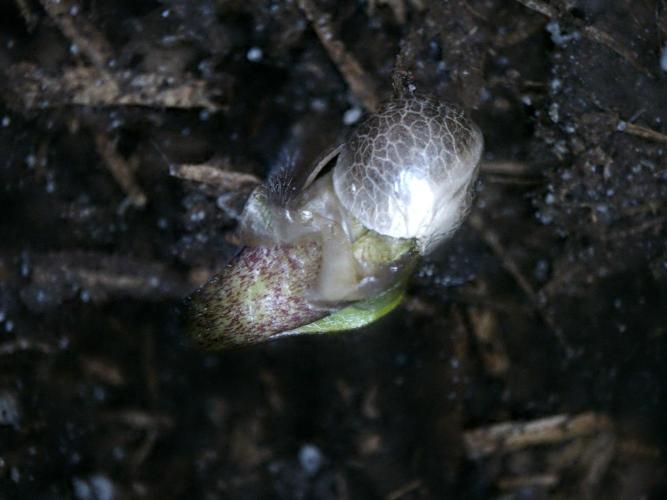 3Gorillas-SuperStrains-DutchFem-BSFSeeds. Week 1 - germination
