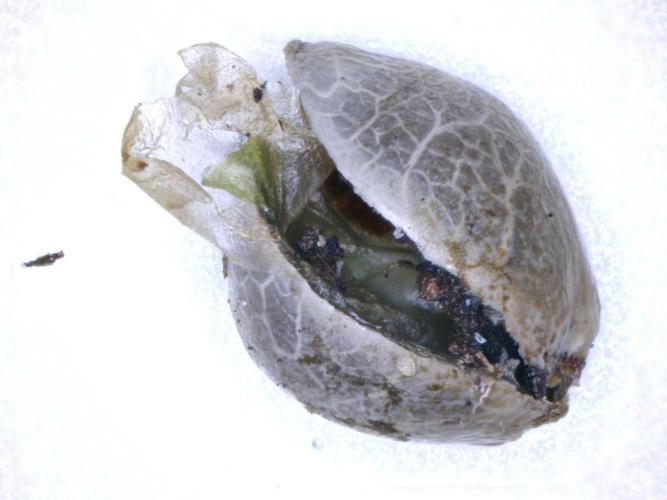 3Gorillas-SuperStrains-DutchFem-BSFSeeds. Week 1 - germination