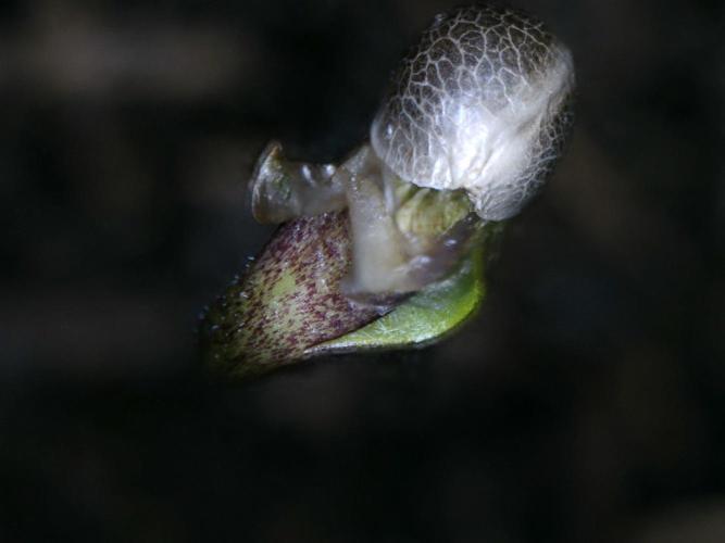 3Gorillas-SuperStrains-DutchFem-BSFSeeds. Week 1 - germination