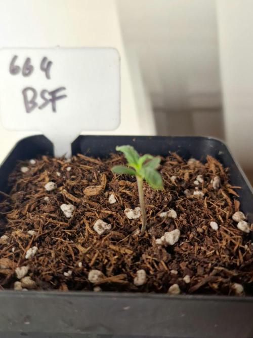 3Gorillas-SuperStrains-DutchFem-BSFSeeds. Week 1 - BSF