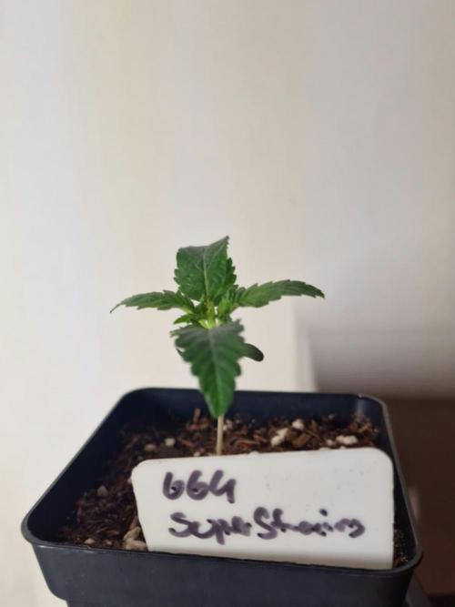 3Gorillas-SuperStrains-DutchFem-BSFSeeds. Week 1 - SuperStrains