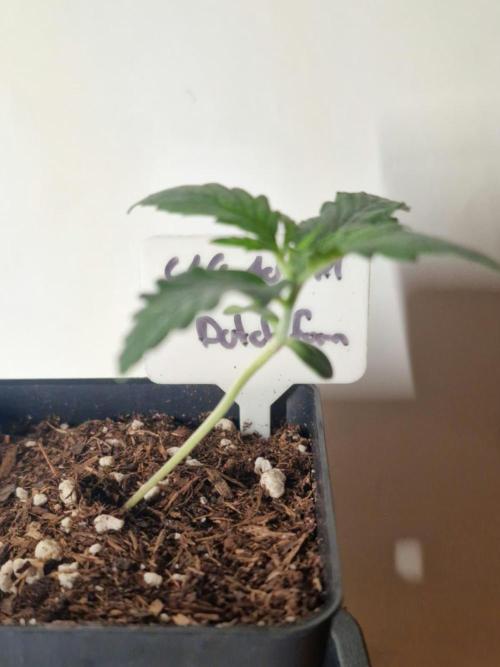 3Gorillas-SuperStrains-DutchFem-BSFSeeds. Week 1 - Dutchfem 