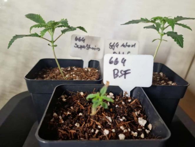 3Gorillas-SuperStrains-DutchFem-BSFSeeds. Week 2 - all 3 together