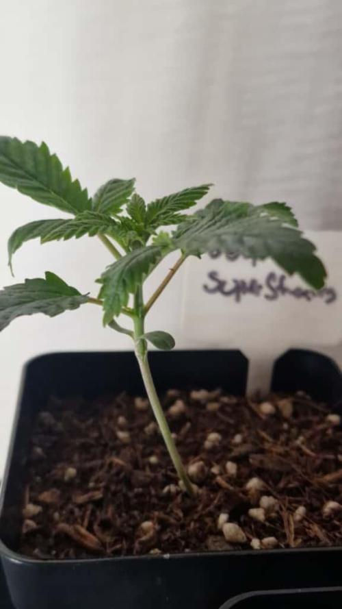 3Gorillas-SuperStrains-DutchFem-BSFSeeds. Week 2 - SuperStrains