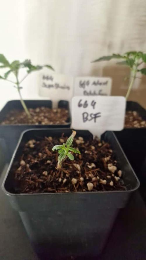 3Gorillas-SuperStrains-DutchFem-BSFSeeds. Week 2 - all 3 together