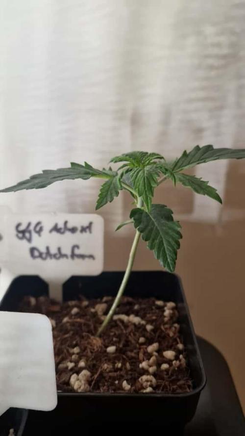 3Gorillas-SuperStrains-DutchFem-BSFSeeds. Week 2 - Dutchfem 