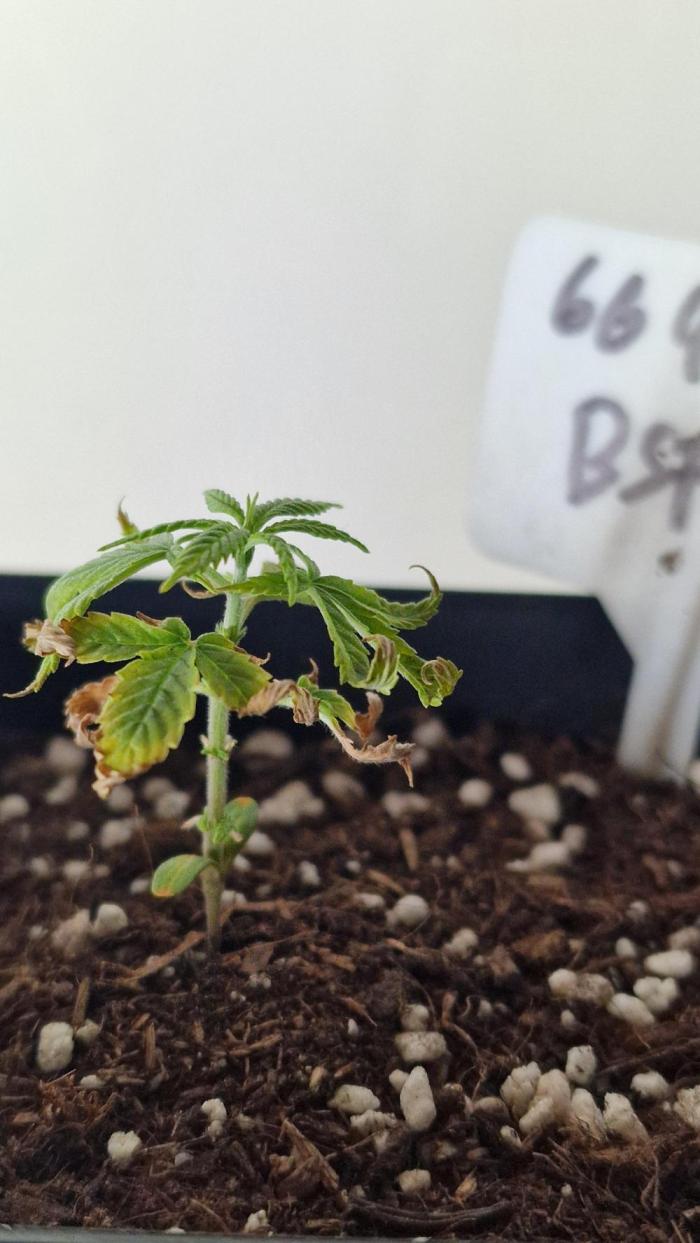 3Gorillas-SuperStrains-DutchFem-BSFSeeds. Week 5 - RIP BSF GG4