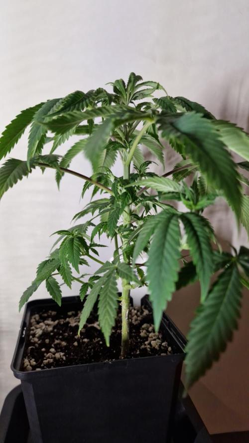 3Gorillas-SuperStrains-DutchFem-BSFSeeds. Week 6 - SuperStrains