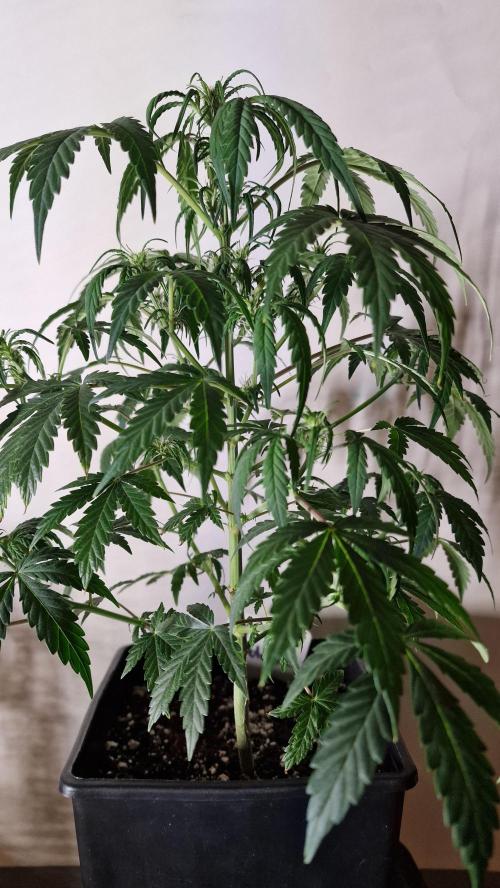 3Gorillas-SuperStrains-DutchFem-BSFSeeds. Week 6 - DutchFem