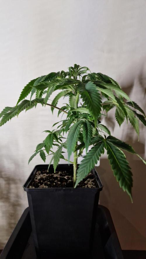 3Gorillas-SuperStrains-DutchFem-BSFSeeds. Week 6 - SuperStrains