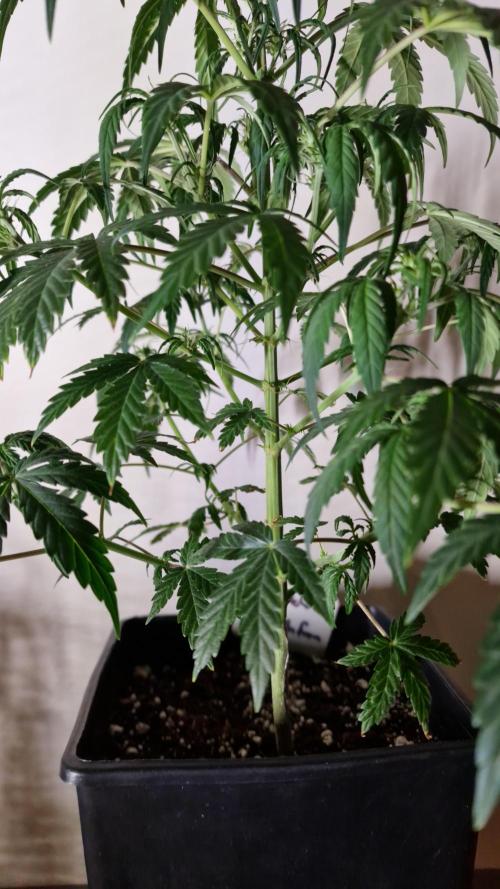 3Gorillas-SuperStrains-DutchFem-BSFSeeds. Week 6 - DutchFem