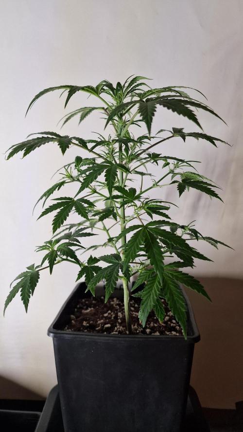 3Gorillas-SuperStrains-DutchFem-BSFSeeds. Week 4 - DutchFem Auto