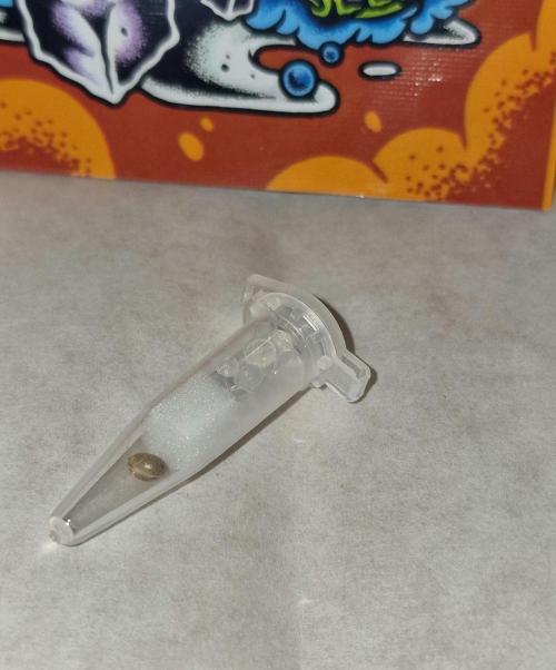 RipperSeeds - Washing Machine. Week 0 - germination